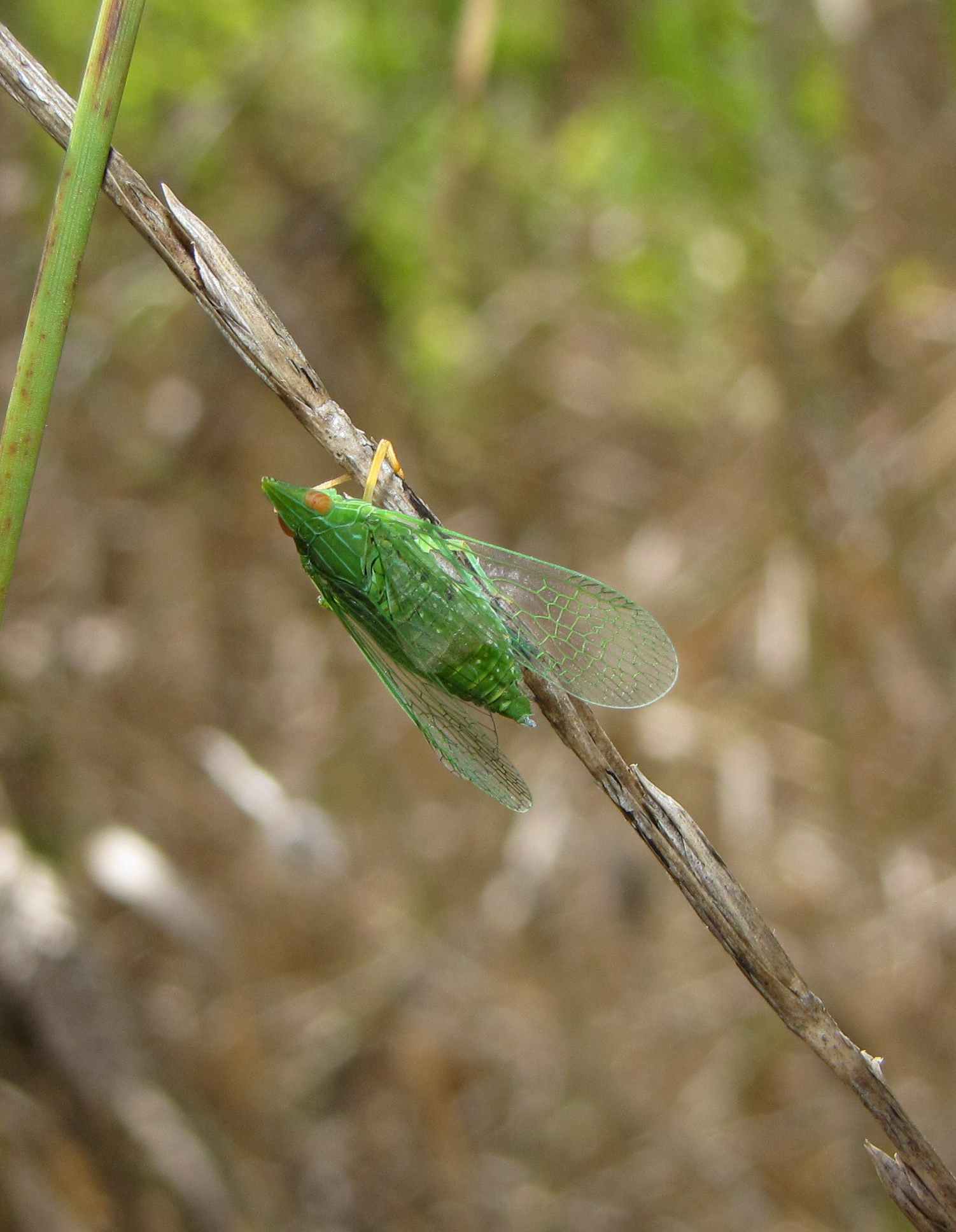 Dictyophara multireticulata dal lazio